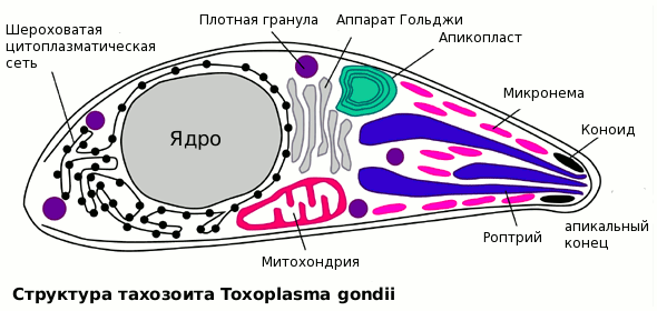 Файл:Toxoplasma gondii.gif