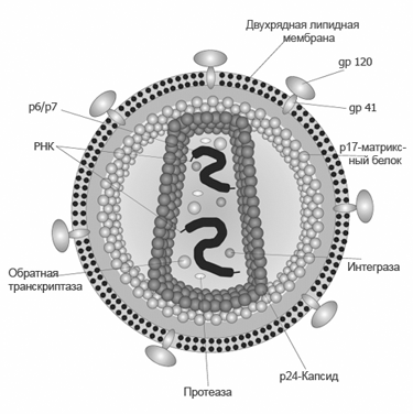 Файл:Вирус И Д Ч.png