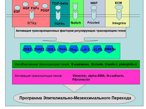 Файл:Epithelial-mesenchymal transition scheme ru.jpg