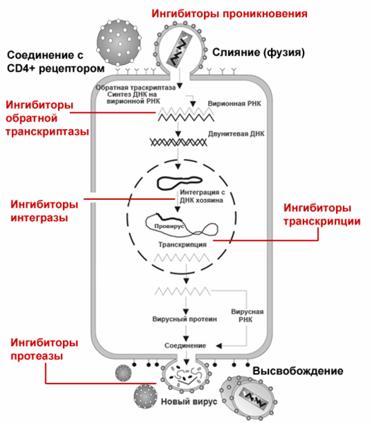 Файл:Точки приложения АРТ.png