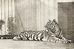 Миниатюра для Сиротка (тигрица)