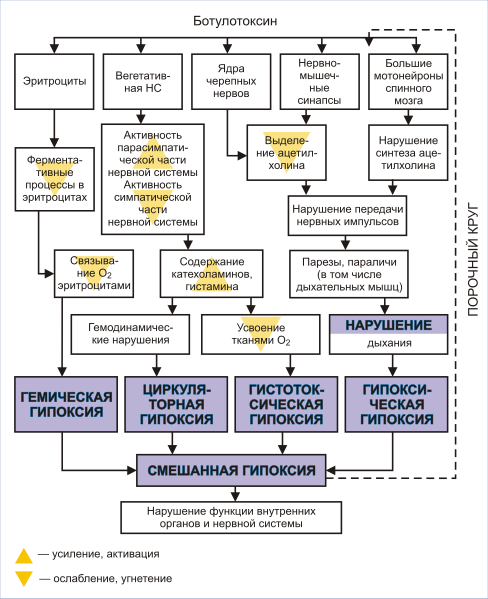 Файл:Botulism pathogenesis scheme RU.svg