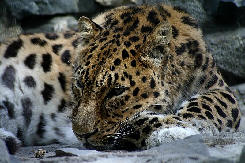 Файл:NSK-ZOO-leopard.jpg