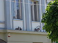 Скульптура «кот и голуби» на фасаде одного из домов