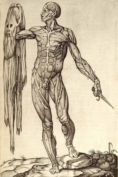 File:Anatomia del corpo humano.jpg
