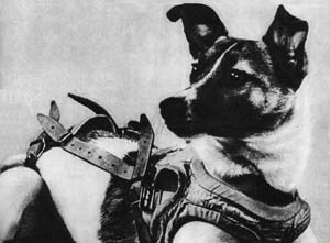 File:Laika (Soviet dog).jpg