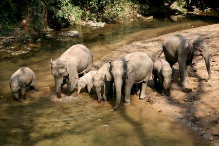 ගොනුව:Elephants bath 6.jpg