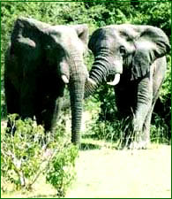 ගොනුව:Elephants2.jpg