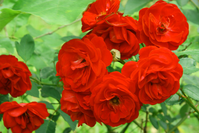 ගොනුව:Wild Roses 4.jpg