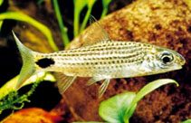 ගොනුව:Asoka fish 15.jpg