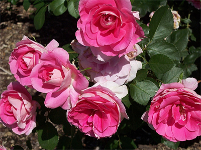 ගොනුව:Miniature Roses 14.jpg