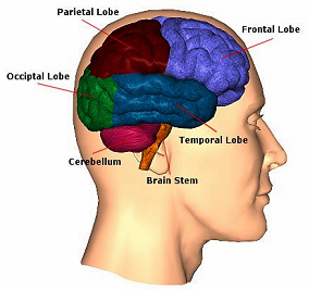 ගොනුව:Brain diagram-1-.jpg