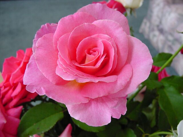 ගොනුව:Floribunda Roses 4.jpg