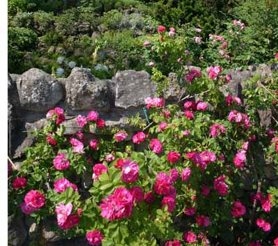 ගොනුව:Climbers Roses 111.jpg