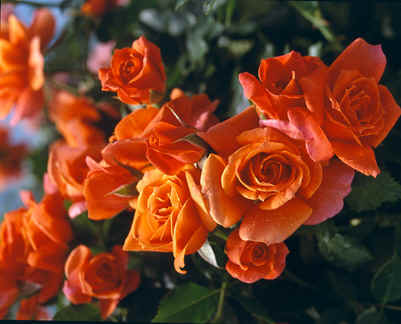 ගොනුව:Floribunda Roses 8.jpg