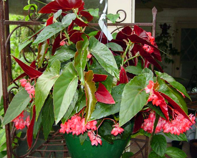 ගොනුව:රෛසෝම බිගෝනියා HotTamaleBegonia.jpg