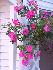 ගොනුව:Climbers Roses 1111.jpg