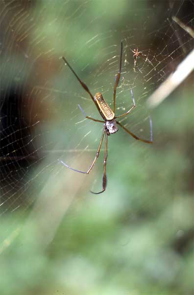 ගොනුව:Nephila2.jpg