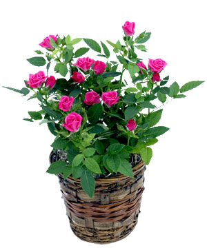 ගොනුව:Miniature Roses 2.jpg