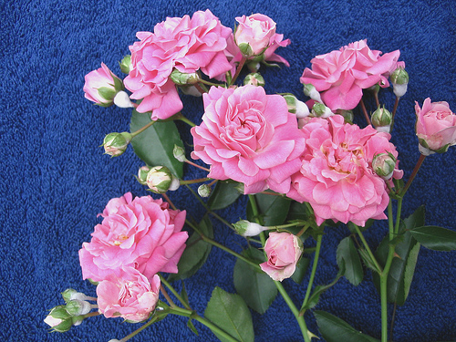ගොනුව:Miniature Roses 12.jpg