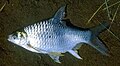 Silver barb පොඩි පෙතියා