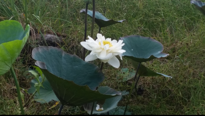 ගොනුව:Nelumbo-nucifera-SL.png