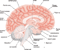  10:54, 17 ජූනි 2008වන විට අනුවාදය සඳහා කුඩා-රූපය