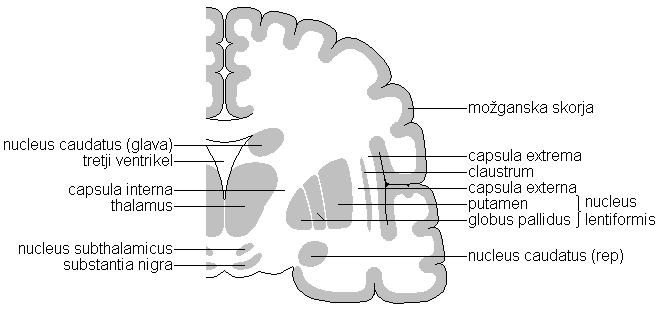 Slika:Prerez skozi možgane za prikaz bazalnih ganglijev.PNG