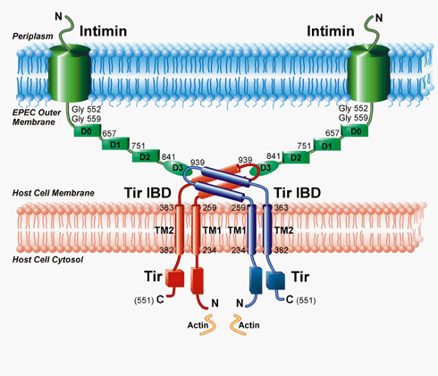 Slika:Tir-intimin.gif