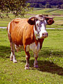 Krava - domače govedo (Vadarci)