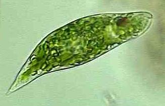 image of euglena