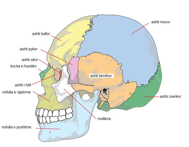 Skeda:740px-Human skull side simplified (bones)111.jpg