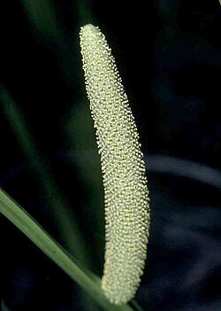 Acorus calamus