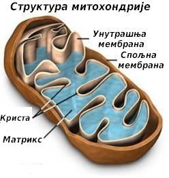 Датотека:Mitohondria-1.JPG