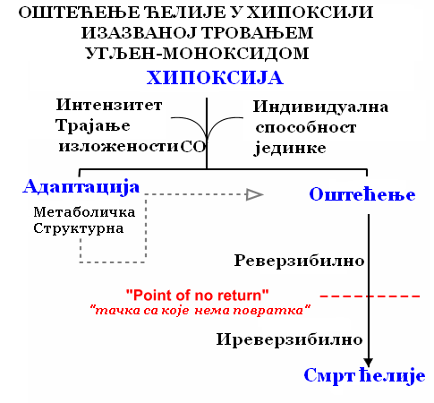 Датотека:Hipoksija CO.PNG