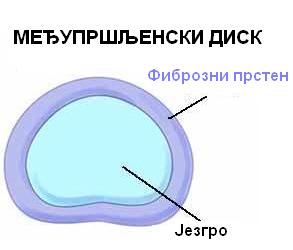 Датотека:Presek kroz I.V. disk.jpg