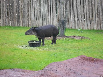 Тапир Зоолошки врт у Хјустону