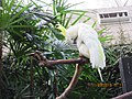 Сулфур папагај врсте Какаду, Sulphur-crested cockatoo , (Cacatua galerita)