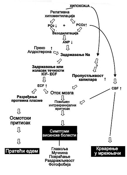 Датотека:Mehanizmi visinske bolesti.jpg