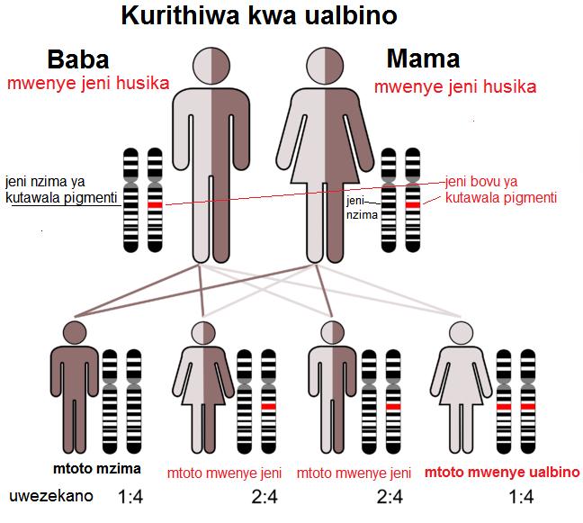 Faili:Kurithiwa kwa ualbino.jpg