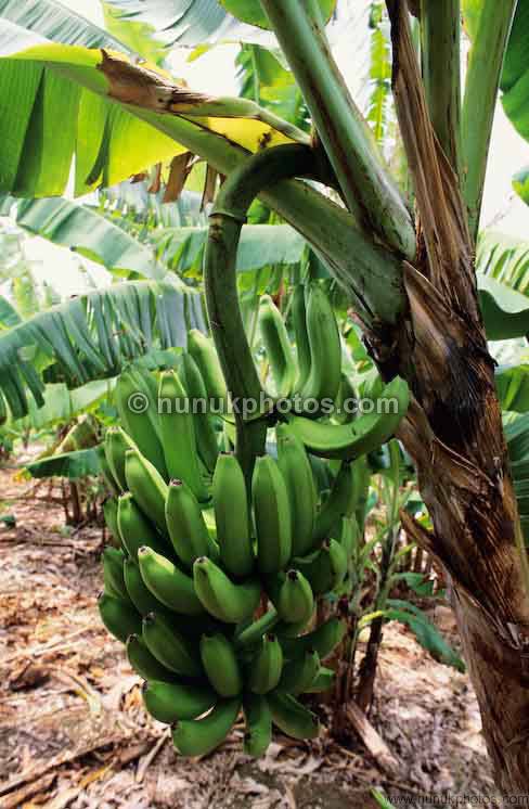 bananas on tree