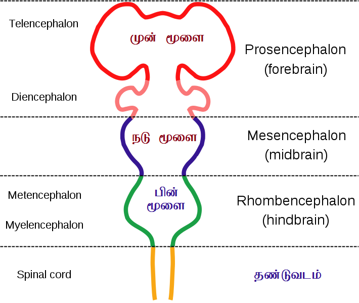 படிமம்:TamilEmbryonicBrain.svg.png