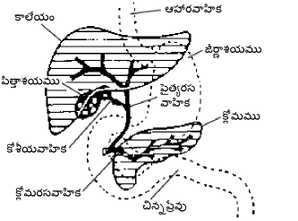 దస్త్రం:Digestive system showing bile duct-te.png