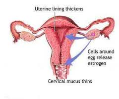 దస్త్రం:Diagram showing leukorrhea infection.jpg