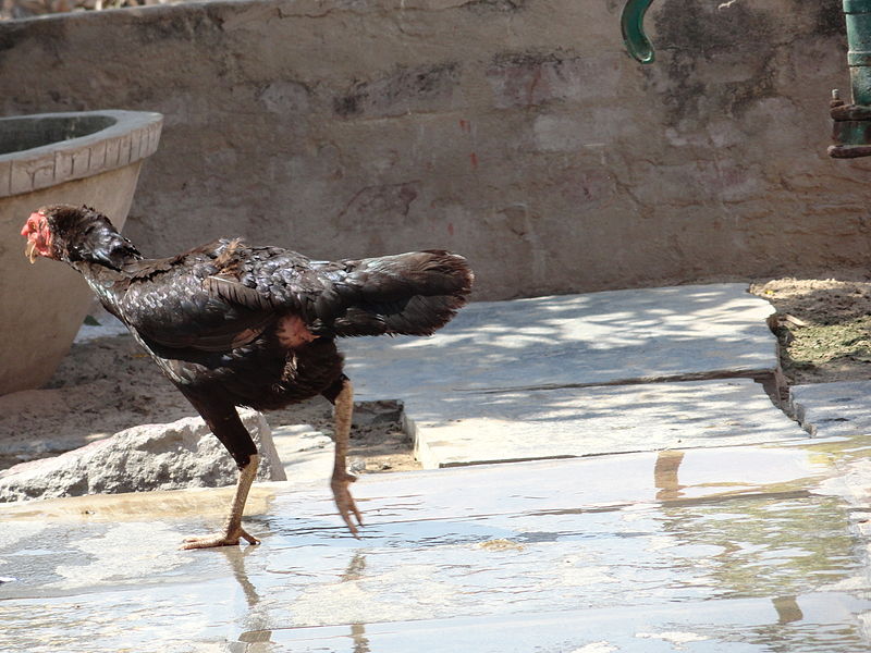 దస్త్రం:A hen.JPG