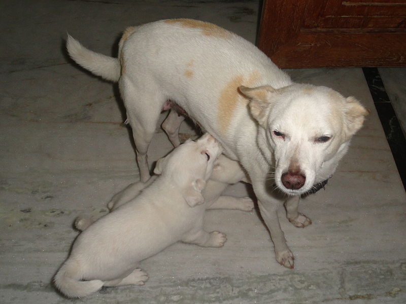 దస్త్రం:Puppy milking.JPG