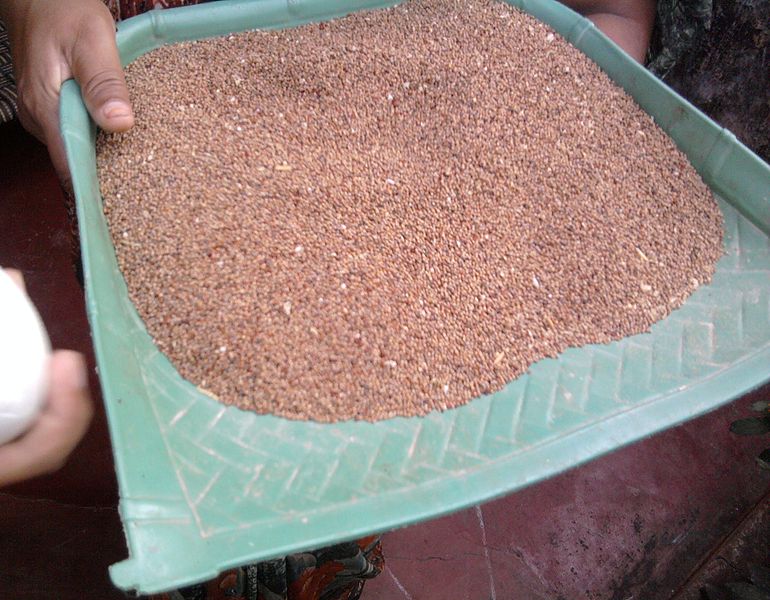 దస్త్రం:Finger Millet in Cheta.jpg