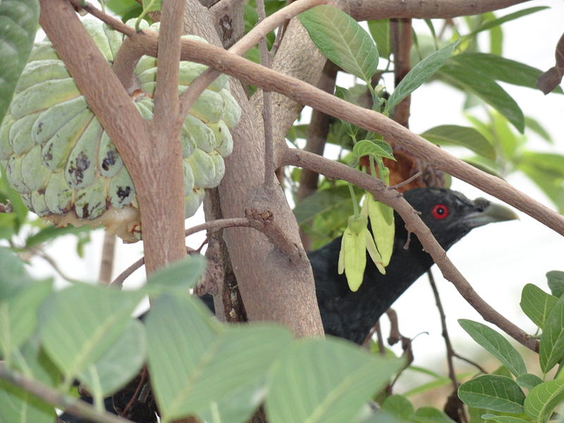 దస్త్రం:Koil hide behind sitapal.JPG