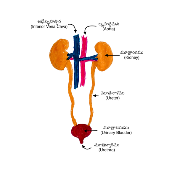 దస్త్రం:మూత్రాంగములు, మూత్రపిండములు (Kidneys).png