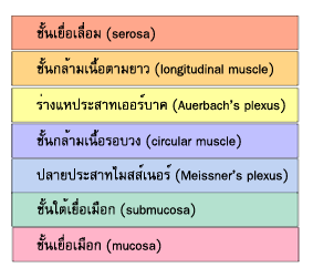 ไฟล์:Ens th.png